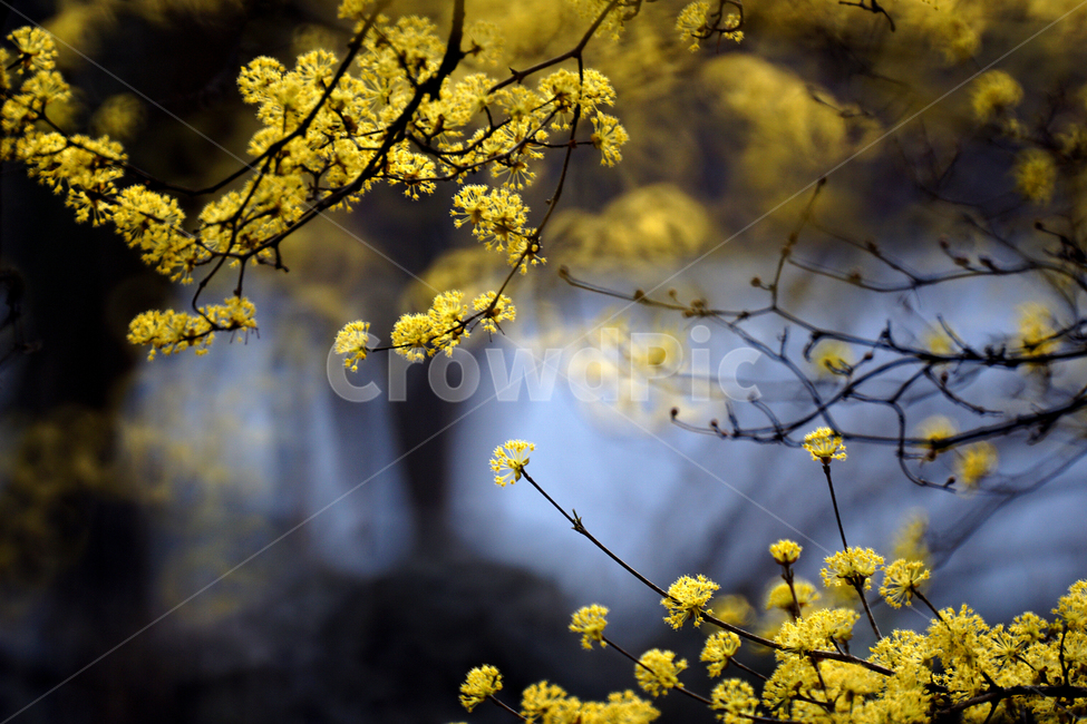 산슈유,봄,노랑,축제,감성,봄,계절,spring,season,식물,자연,plants,nature,꽃,flower,plant