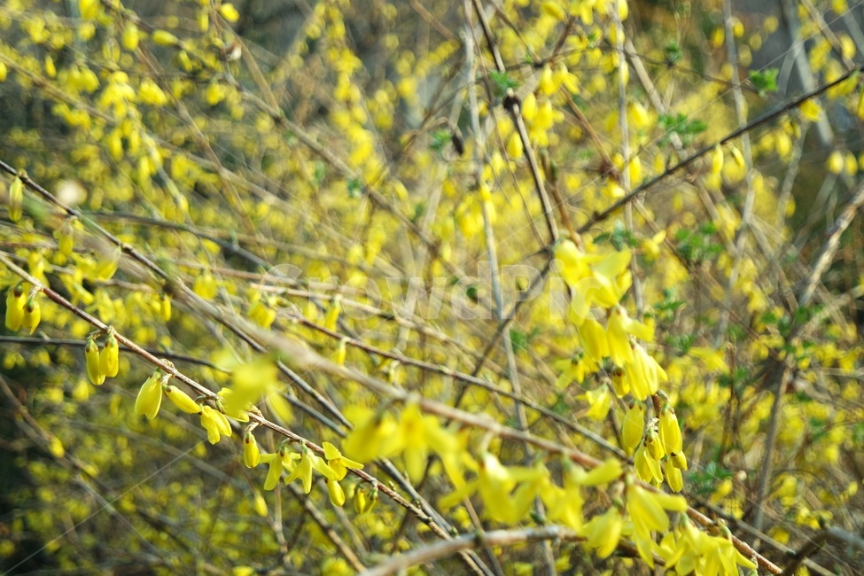 개나리,봄,노랑,감성,spring,yellow,flower,forsythia,봄꽃,노란색,꽃,따뜻한,풍경,배경,자연,봄,계절,spring,season,식물,자연,plants,nature,꽃,flower