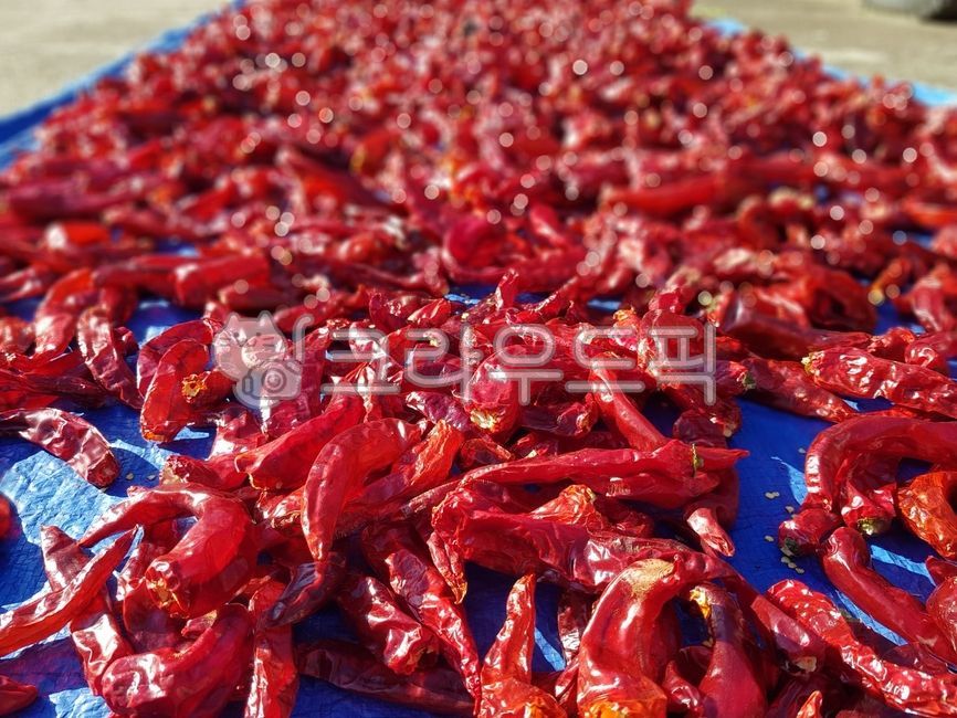 pepper,dried pepper,kimchi pepper,Cheongyang pepper drying,vegetable
