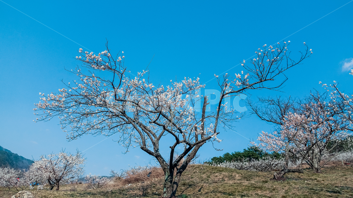 plant,식물,매화,매화꽃,꽃,꽃나무,매화나무,매화꽃나무,빛,봄,봄꽃,봄풍경,봄나무,매화축제,flower,blossom,nature,light,spring,식물,자연,plants,nature,꽃,flower