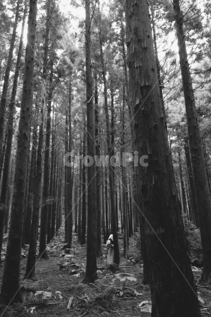 사려니숲길,사려니,제주,마녀,흑백,식물,자연,plants,nature,나무,trees,wood,흑백,모노톤,monochrome,black and white