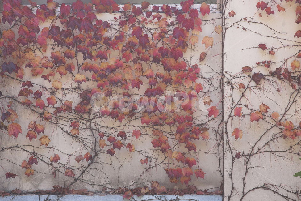 식물,plant,담쟁이,단풍,단풍잎,가을,계절,fall,autumn,season