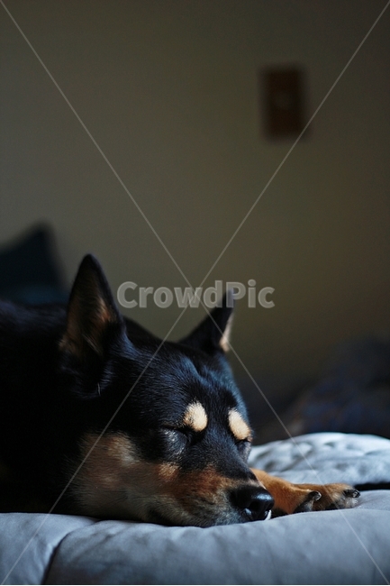 강아지,블랙탄,네눈박이,멍멍이,낮잠,동물,animal,포유류,mammal,개,강아지,dog,doggy