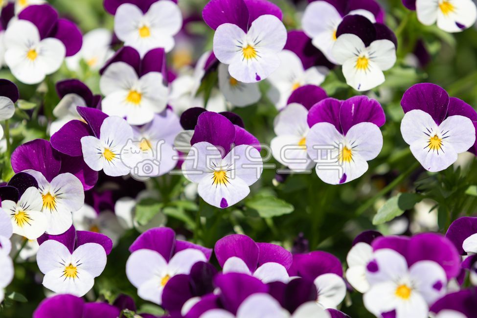 Viola,flower,small pansy,viola pansy,viola flower,violet family,annual plant,perennial plant,purple,yellow,white,petal,tricolor violet,edible,plant,nature,green,leaf,warm,sunlight