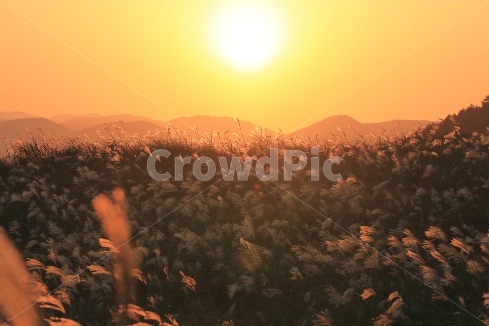 억세,아끈다랑쉬,노을,일몰,오름,빛,가을,제주,억세꽃,풍경,제주풍경,jeju,landscape,노을빛,제주오름,가을,계절,fall,autumn,season,자연,풍경,nature,landscape,light,flare,플레어,sunlight,햇빛,outdoors,옥외