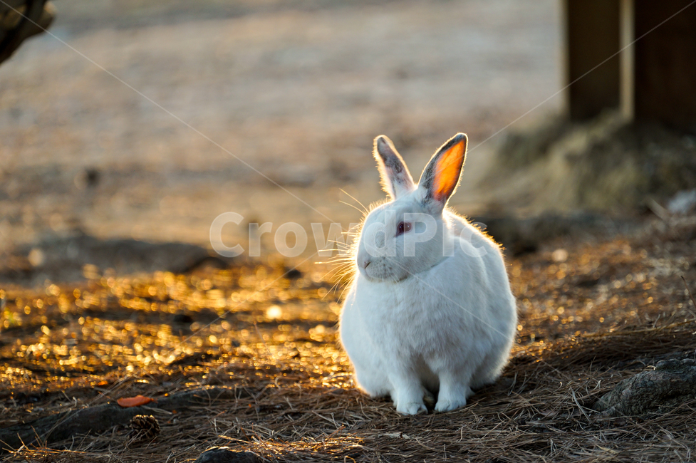 토끼,포유류,동물,animal,rabbit,hare,동물,animal,포유류,mammal
