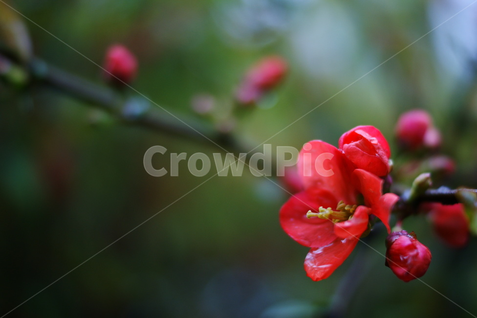 plant,식물,flower,꽃,pollen,홍매