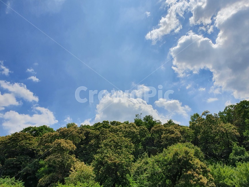 풍경,하늘,나무,구름,cloud,sky