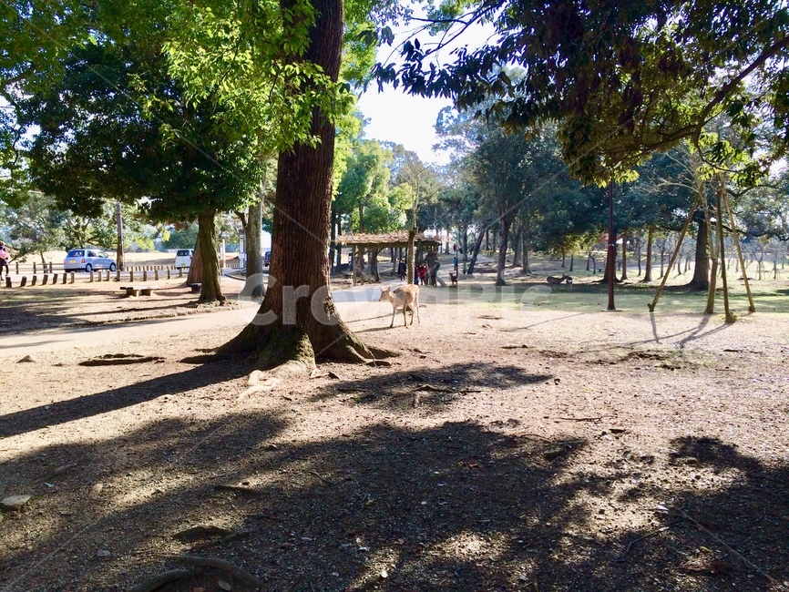 tree,나무,plant,식물,오사카,사슴,동물,공원