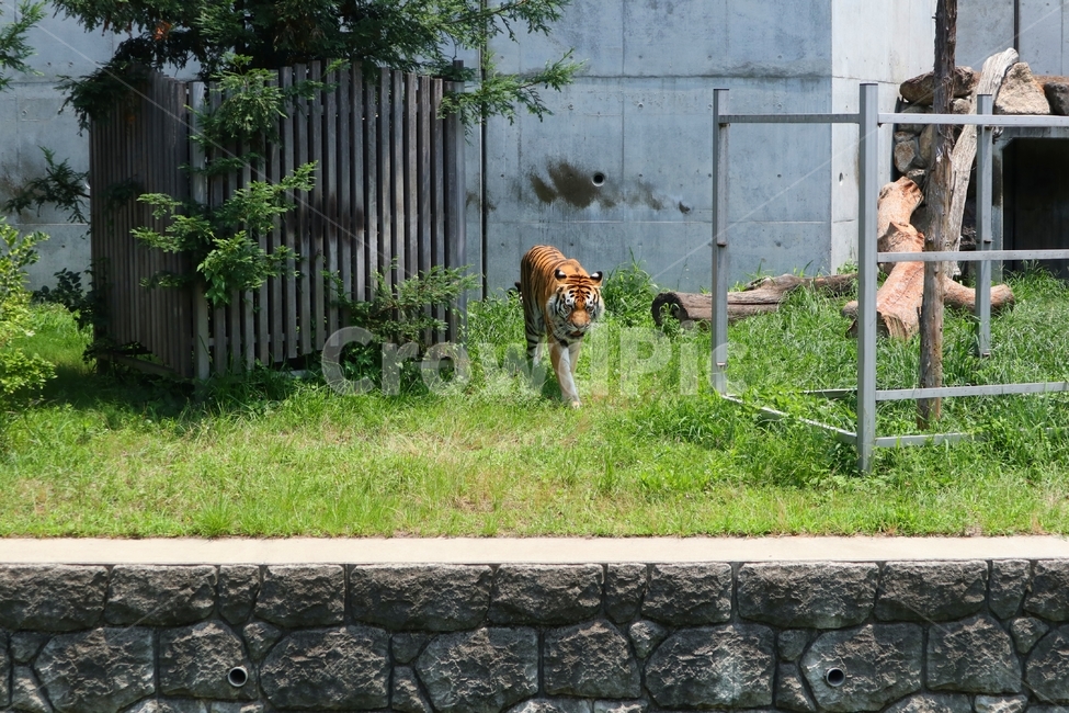 동물,동물원,호랑이,일본,animal,zoo,tiger,japan,동물,animal,포유류,mammal