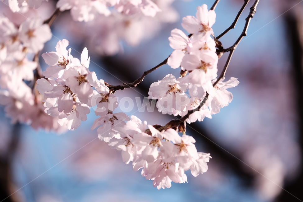 벚꽃,봄꽃,cherryblossom,분홍색꽃,하늘,꽃과하늘,봄하늘,봄,계절,spring,season,식물,자연,plants,nature,꽃,flower,plant,blossom