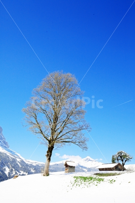 자연,풍경,자연풍경,스위스,나무,설경,겨울,계절,winter,season,자연,풍경,nature,landscape,식물,plants,나무,trees,wood,outdoors,옥외,tree,plant