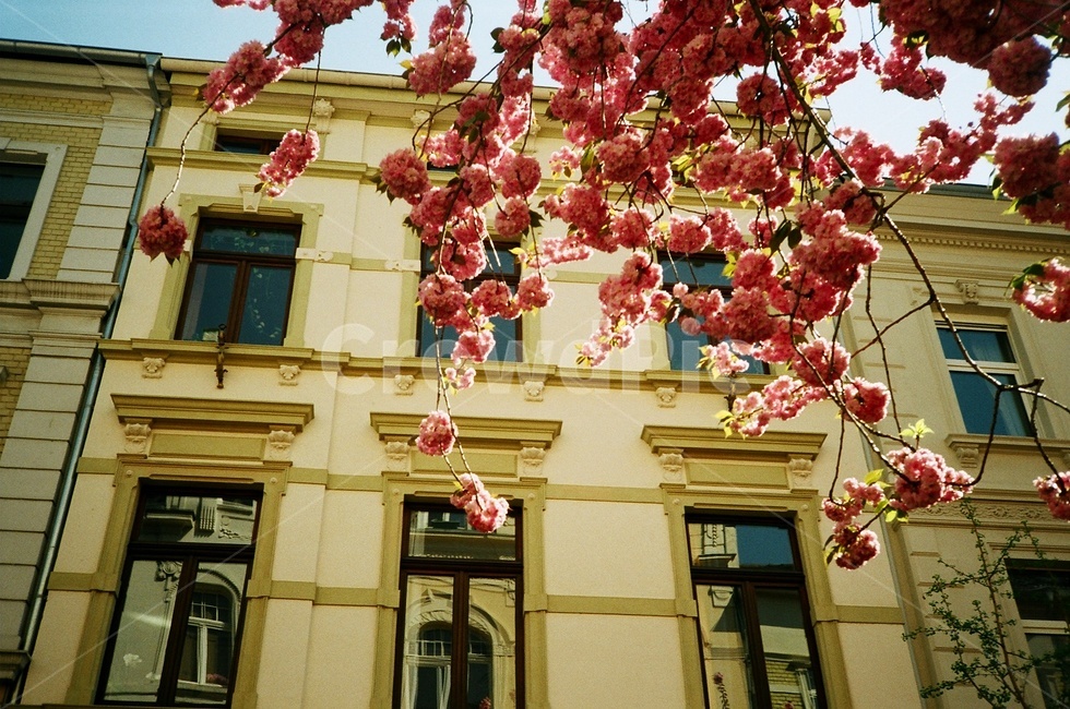 벚꽃,핑크색,꽃,유럽,cherryblossom,flower,pink