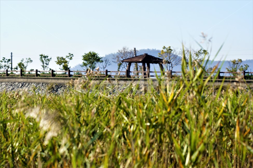 가을,갈대,자연,식물,하늘,감성,풍경,nature,fall,autumn,sky,정자,산,자연,풍경,nature,landscape,outdoors,옥외