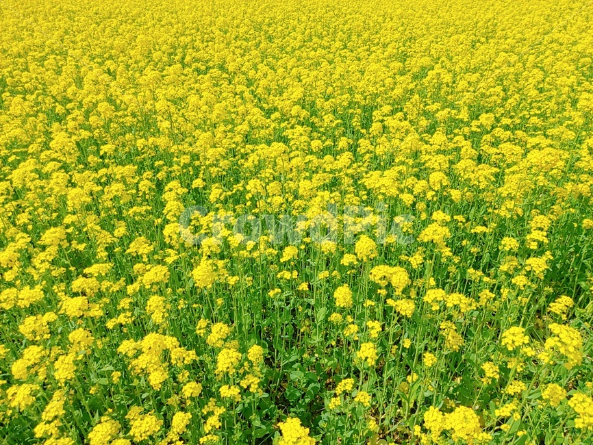 봄,자연,나무,노란색,유채꽃