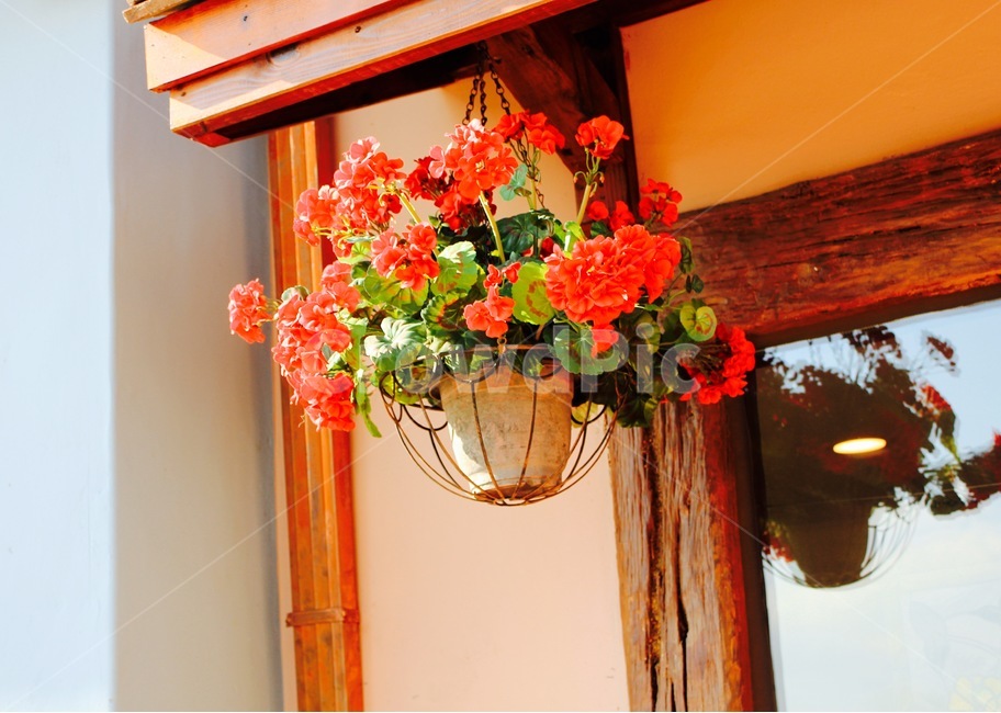 꽃,화분,플라워,flower,주황색,빨간색,빨강