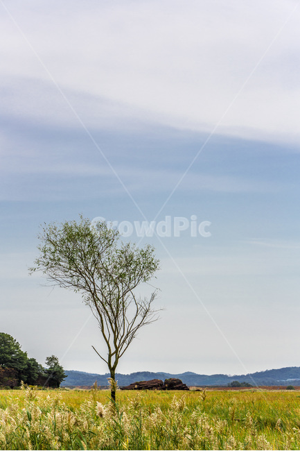 우움도,갈대,습지,휴식,풍경,구름,감성,자연,풍경,nature,landscape,한국자연풍경,한국자연경관,korea nature landscape,식물,plants,나무,trees,wood,outdoors,옥외