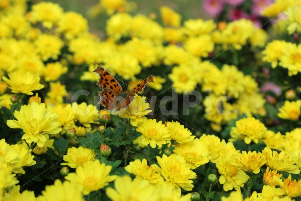 꽃,공원,자연,휴식,힐링,하늘공원,하늘,곤충,접사,나비,식물,자연,plants,nature,동물,animal,곤충,벌레,insect,bug,꽃,flower