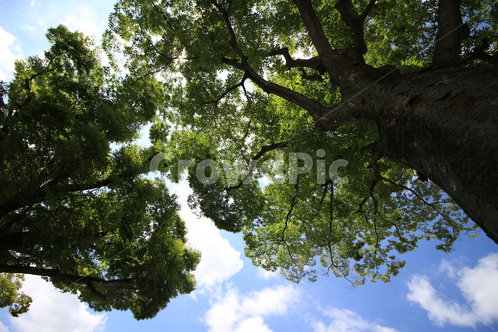 나무,하늘,구름,sky,tree,식물,자연,plants,nature,나무,trees,wood,휴식,힐링,rest,relaxation,healing