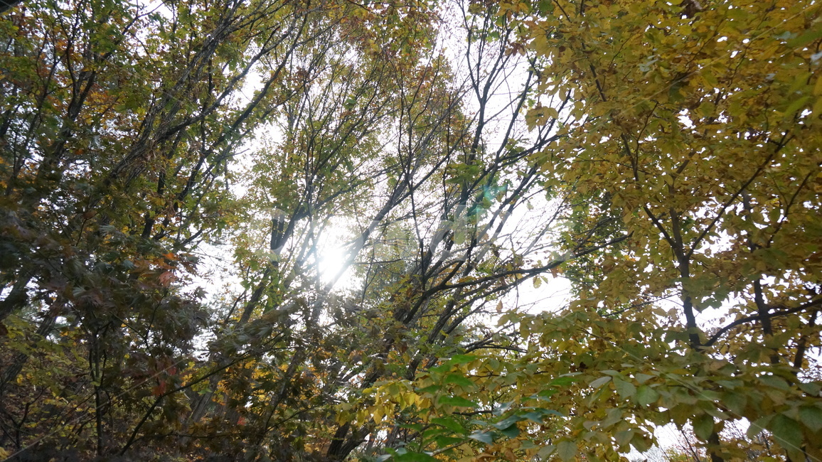 풍경,정원,공원,나무,tree