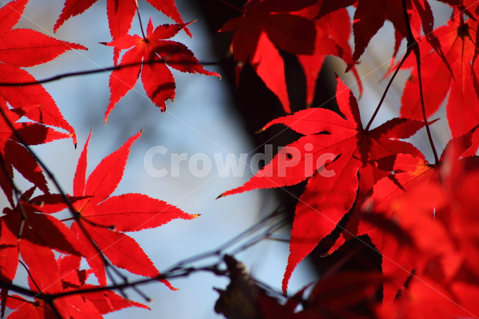Maple tree,chlorophyll,redleaves,autumn,Maple
