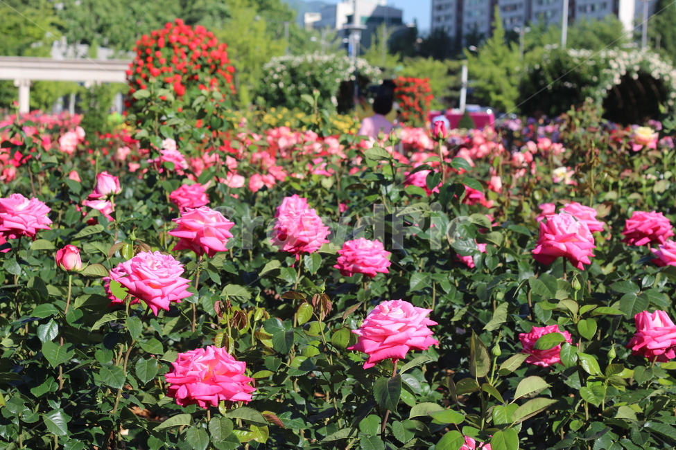 장미축제,장미꽃,장미,꽃,분홍장미,rose,flower,beautiful,pinkrose,화려한,봄꽃,식물,식물,자연,plants,nature,꽃,flower