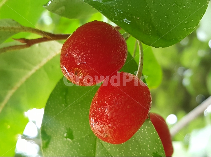 왕보리수,보리수나무,자연,열매,빨강,풍경,식물,자연,plants,nature,과일,열매,fruit