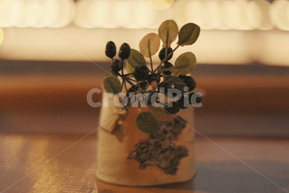 장식,데코,향초,인테리어,카페,식물,자연,plants,nature,실내용화초,화분,화초,house plant