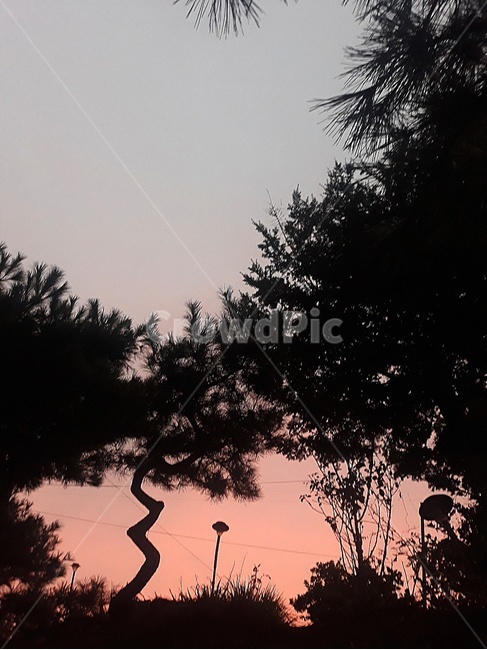 노을,하늘,붉은하늘,나무,실루엣,감성,plant,식물,silhouette,감성하늘,소나무