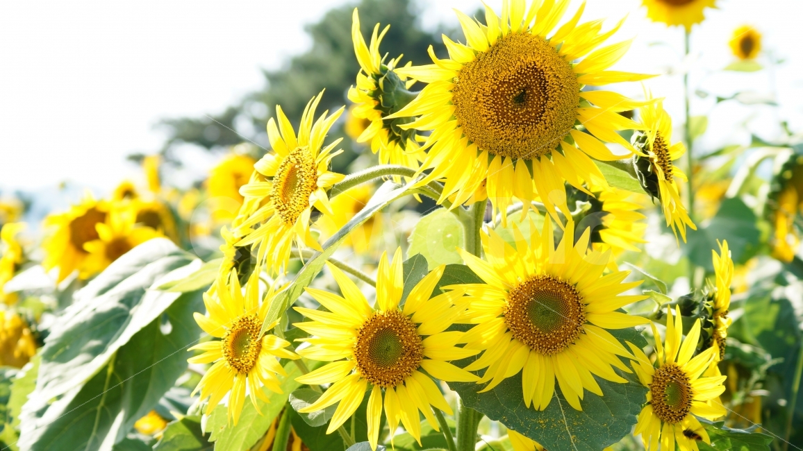 해바라기,해바라기축제,가을,꽃,식물,여름,계절,summer,season,식물,자연,plants,nature,꽃,flower,plant,blossom
