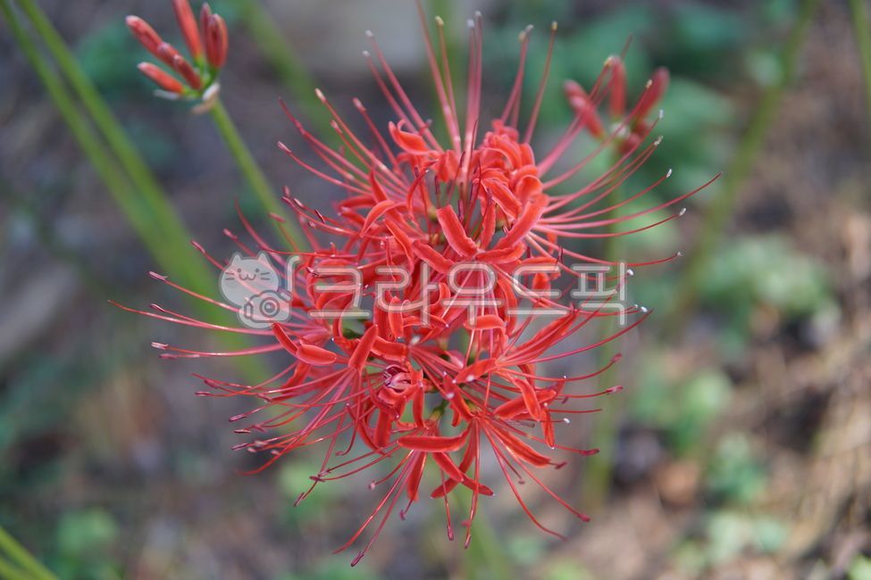 꽃무릇,꽃,식물,flower,plant,blossom