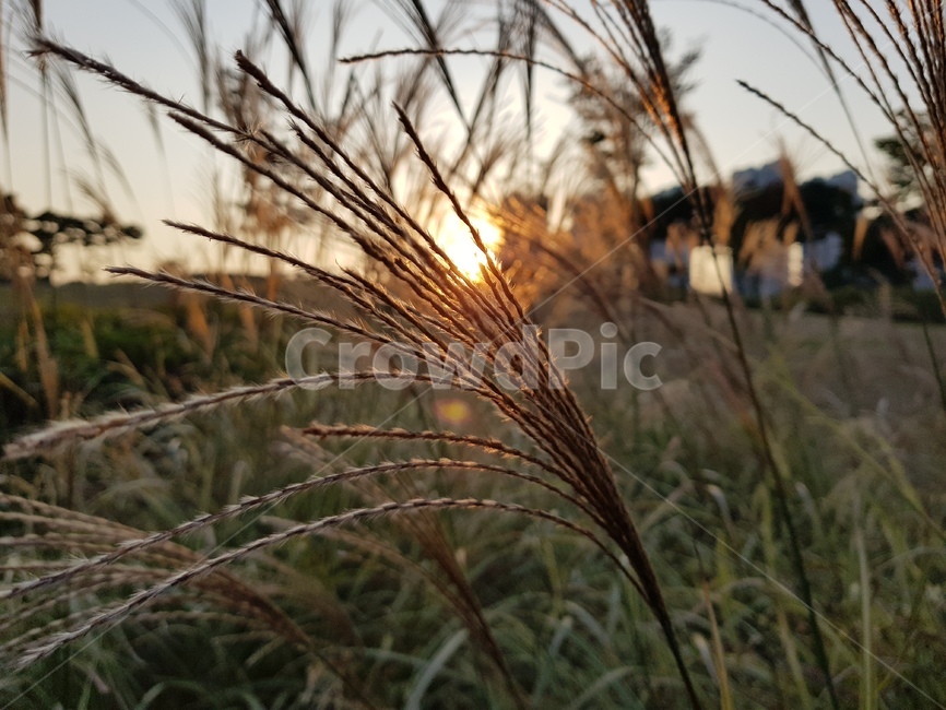 광교호수공원,갈대,억새,식물,감성,plant,lawn,grass,reed,풀,공원,식물,자연,plants,nature