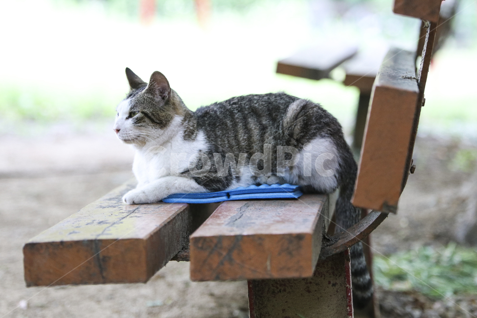 고양이,반려동물,애완동물,귀여움,동물,잠자는고양이,동물,animal,포유류,mammal,고양이,cat,kitten,kitty