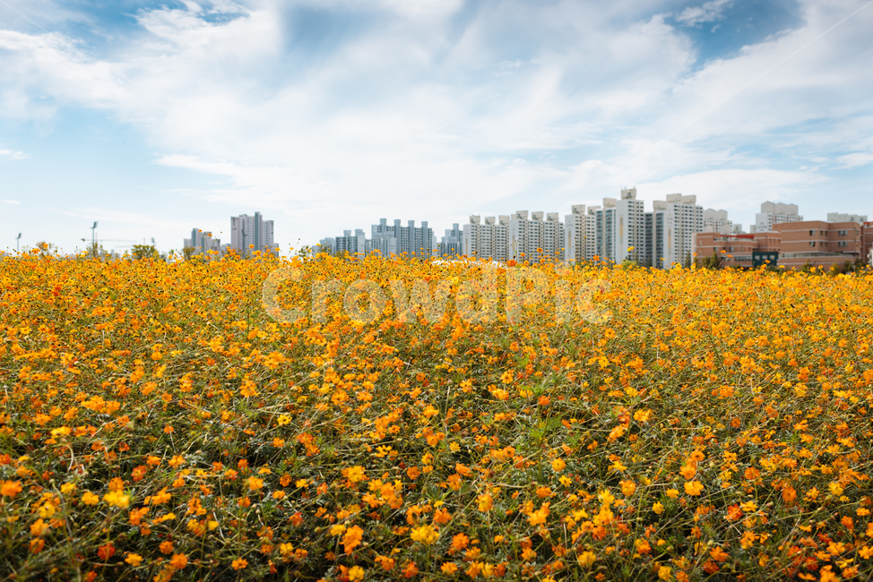 코스모스,황화코스모스,가을꽃,꽃무리,가을공원,가을,계절,fall,autumn,season,plant,식물