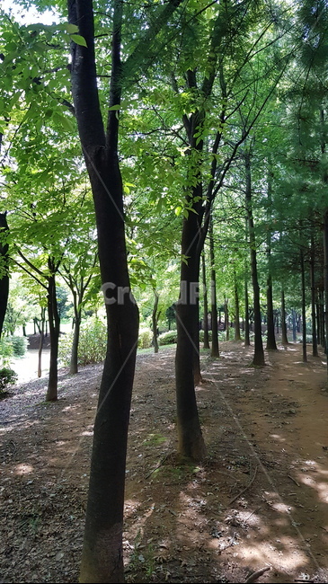 공원,숲,나무,자연,초록,자연,풍경,nature,landscape
