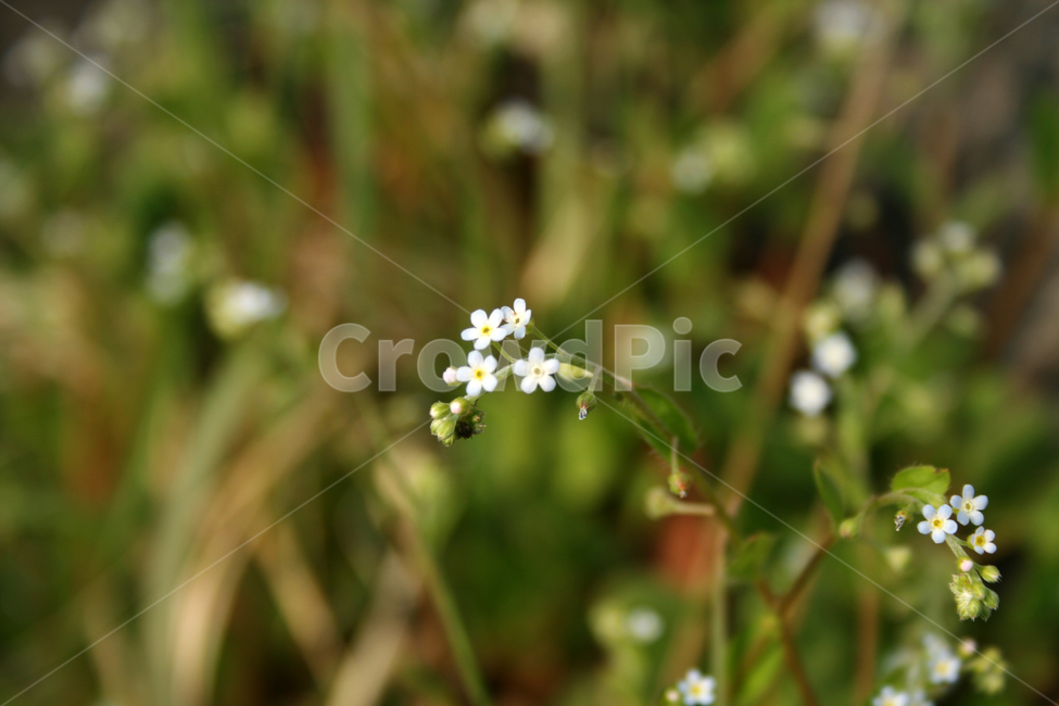꽃마리,봄,봄날,감성,spring,flower,풍경,식물,꽃,봄,계절,spring,season,식물,자연,plants,nature,꽃,flower,plant,blossom