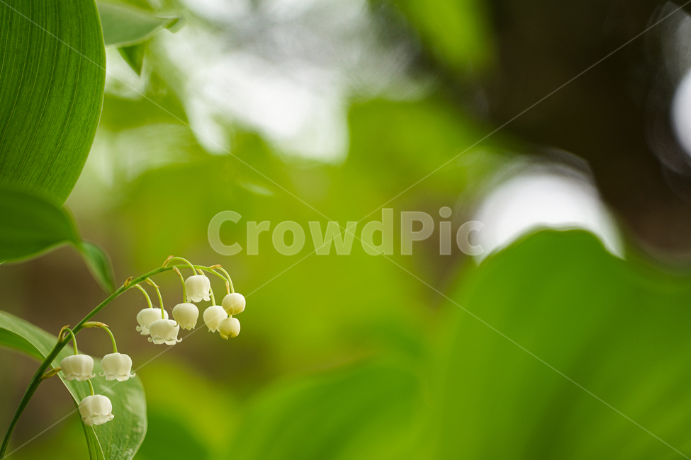 식물,plant,꽃,flower,convallariakeiskei,은방울꽃,식물,자연,plants,nature,꽃,flower