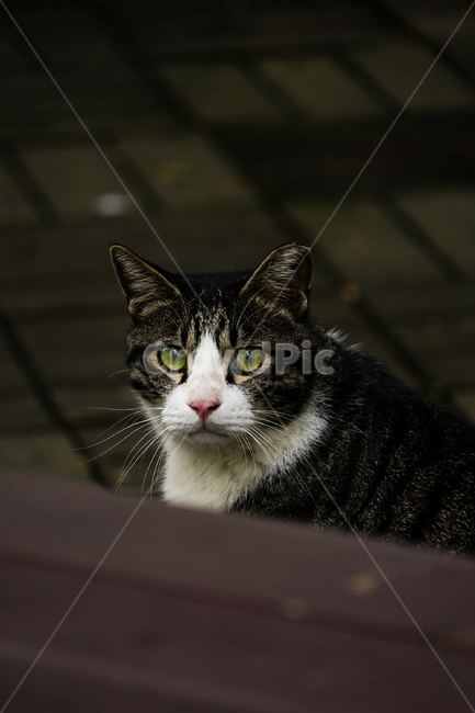 고양이,동물,포유류,길냥이,cat,animal,pet,동물,animal,포유류,mammal,고양이,cat,kitten,kitty