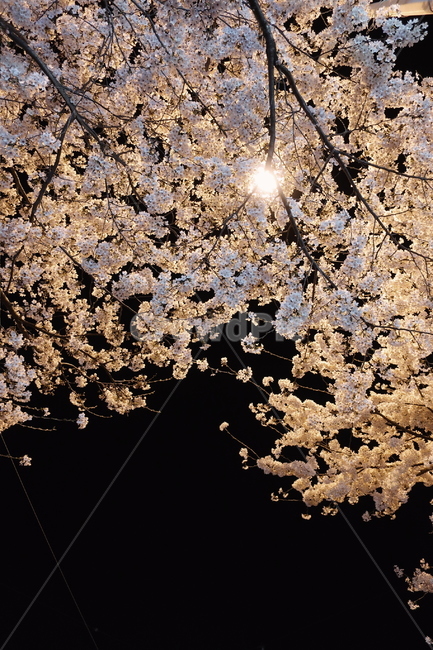 봄날,벚꽃,밤,꽃,벚꽃나무,가로등,산책,밤산책,봄,봄,계절,spring,season,야경,밤,풍경,nightscape,night,landscape,plant,식물,blossom,flower,cherry blossom
