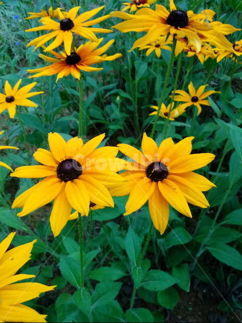 루드베키아,coneflower,노란색꽃,식물,천인국