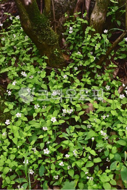 덩굴개별꽃,고산야생화,풀,초본,tree,배경,바탕,백그라운드,야외,옥외,아웃도어,outdoor,nature,green,초록색,녹색,나도양지꽃,그린,싱그러운,식물,자연,환경,plant,고산식물,야생화,군락지,흰색꽃,하얀색꽃,덩굴식물,희귀식물
