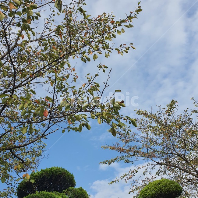 나무,나뭇잎,푸른,푸른하늘,하늘,가을하늘,날씨,구름,자연,tree,cloud,sky,감성,자연,풍경,nature,landscape