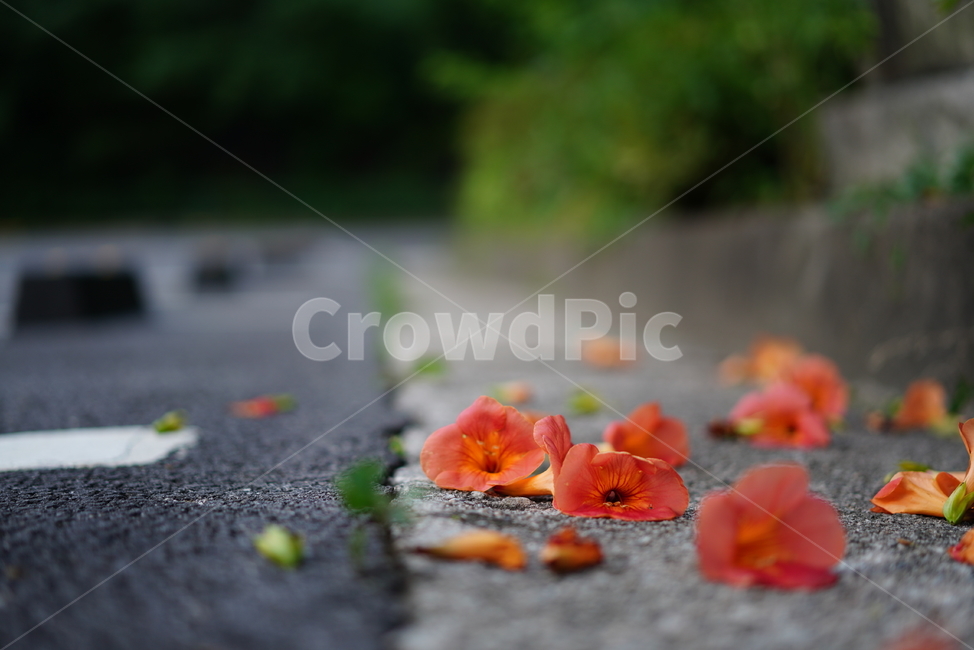 능소화,꽃,플라워,색감,주황,식물,생물,생명,flower,컬러