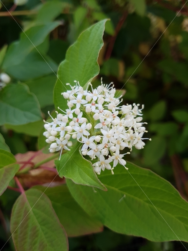 꽃,나무,식물,자연,flower,plant,nature,식물,자연,plants,nature,꽃,flower