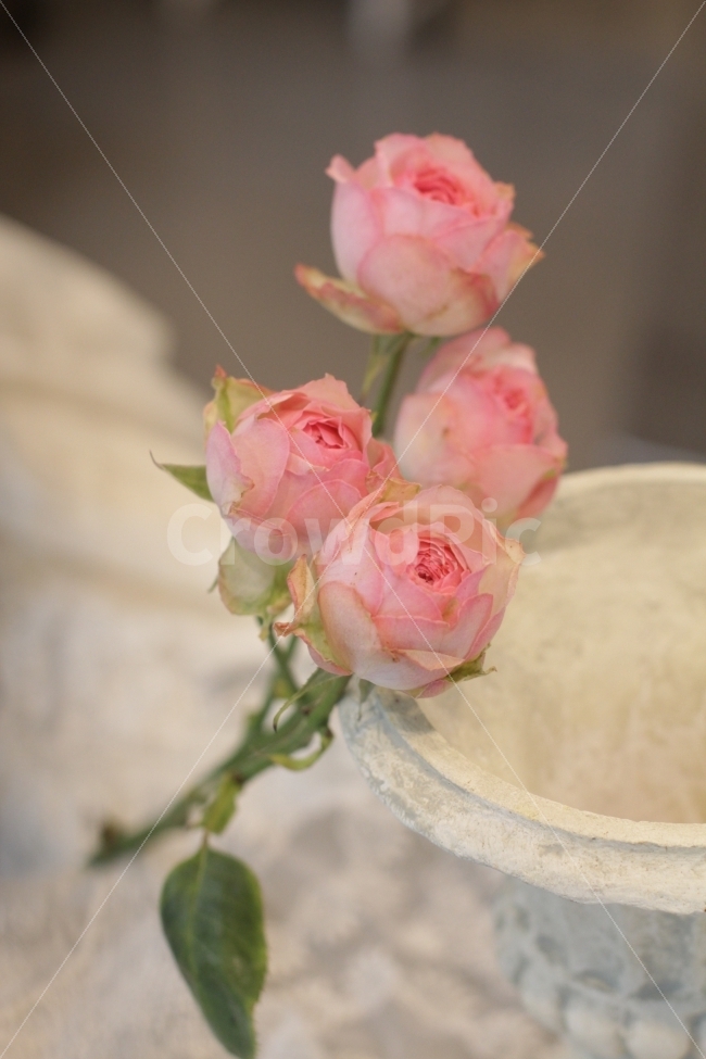 장미꽃,장미,감성사진,핑크,꽃사진,flowers,roses,식물,자연,plants,nature,꽃,flower