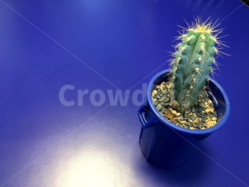 선인장,식물,가시,선물,plants,cactus,sun,식물,자연,plants,nature,색깔,색상,색채,색감,color sense,color sensitivity,feeling of color