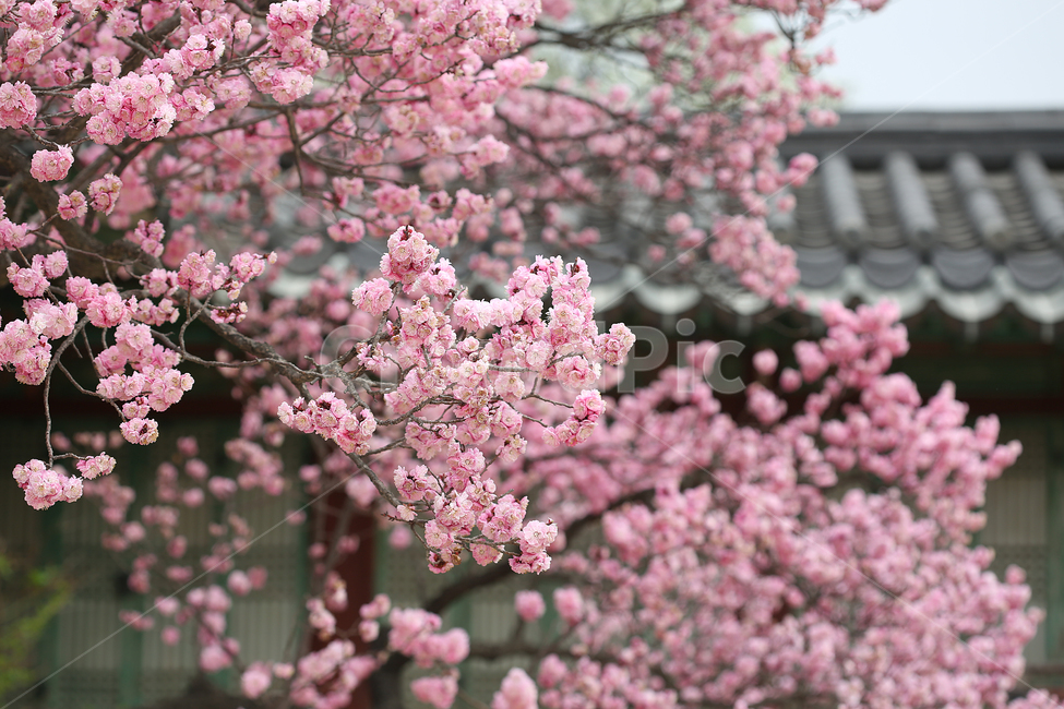 궁,봄,꽃,창경궁,palace,flower,spring,지붕,roof,봄,계절,spring,season,한국전통,한국문화,korean traditional,korean culture,식물,자연,plants,nature,꽃,flower,plant,blossom