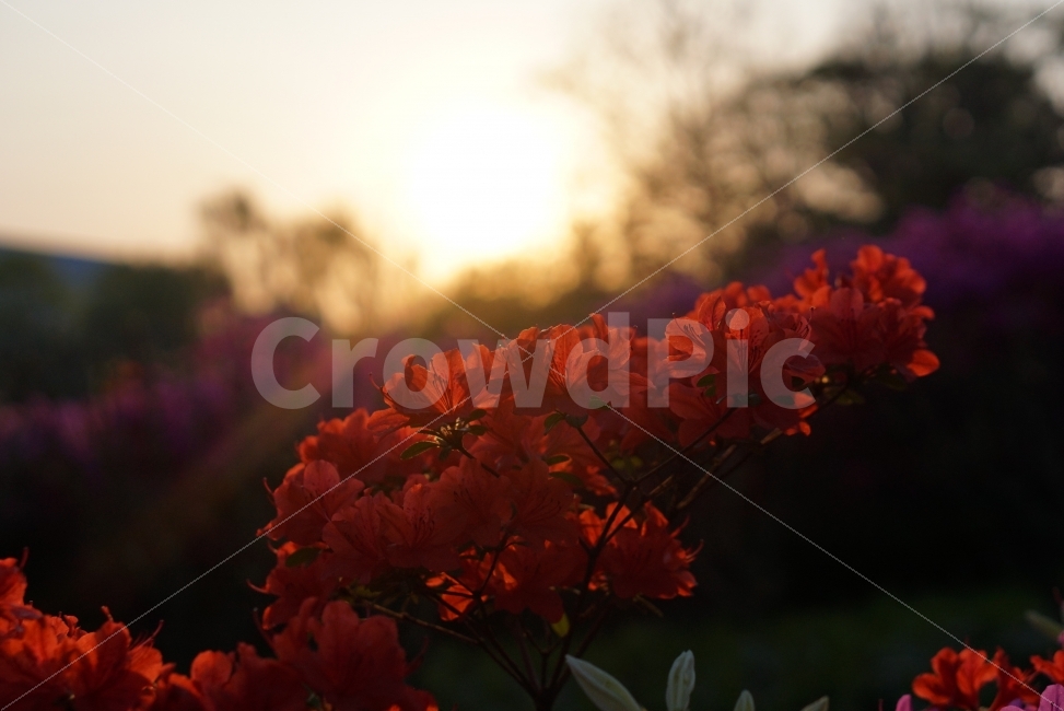 nature,sunset,sight,nightfall,red flower