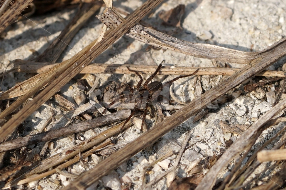 거미,땅거미,곤충,벌레,자연,식물,나뭇가지,동물,spider,bug,bugs,insect,nature,접사,macro,animal,기어가는,기어가다,한국자연,한국의자연,snap,snapshot,스냅,스냅사진,스넵,스넵사진,풍경,landscape,동물,animal,곤충,벌레,insect,bug