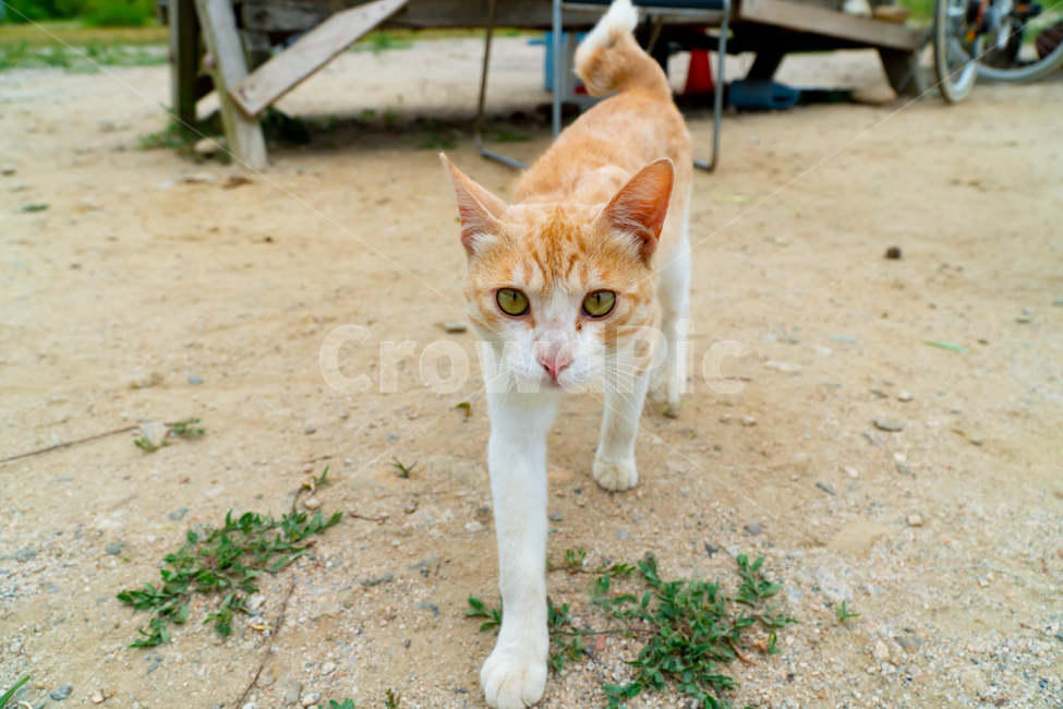 고양이,길고양이,길냥이,동물,애완동물,자연,생명,야생,야생동물,포유류,노랑이,얼룩이,애교,cat,kitty,kitten,neko,gato,streetcat,wildcat,wildanimal,cute,lovely,beauty,nature,pet,animal